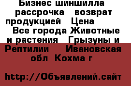 Бизнес шиншилла, рассрочка - возврат продукцией › Цена ­ 4 500 - Все города Животные и растения » Грызуны и Рептилии   . Ивановская обл.,Кохма г.